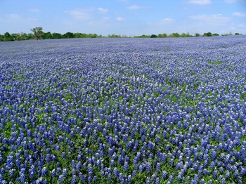 Tx Bluebonnet.JPG